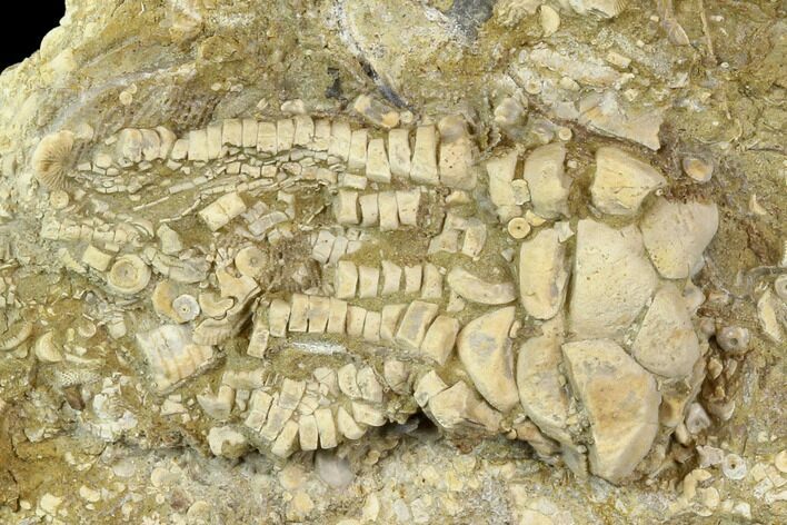 Fossil Crinoid (Cymbiocrinus) - Alabama #118873